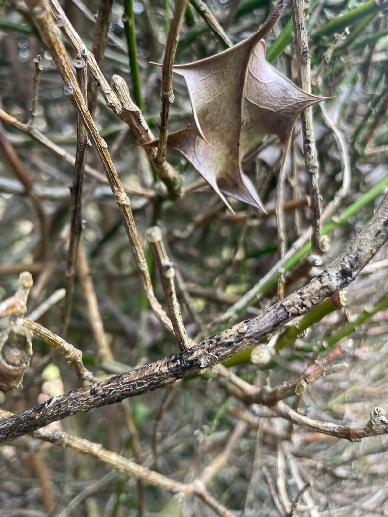 Photo © Sarah Ebdon Corynespora smithii by Sarah Ebdon